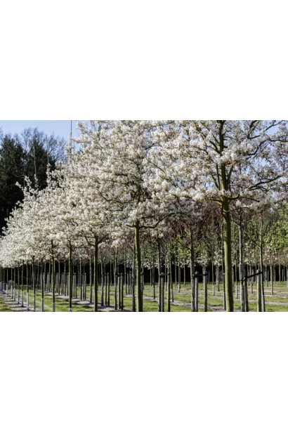 Ірга деревовидна Робін Хілл весною